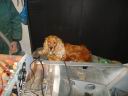 DSC01498.JPG